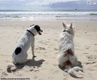 Δύο σκυλιά στην παραλία